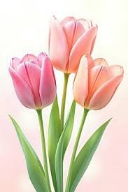 men's hoodies t-shirt